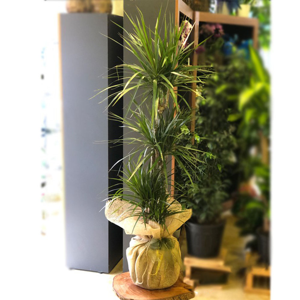 3'lü Dracena Marginata