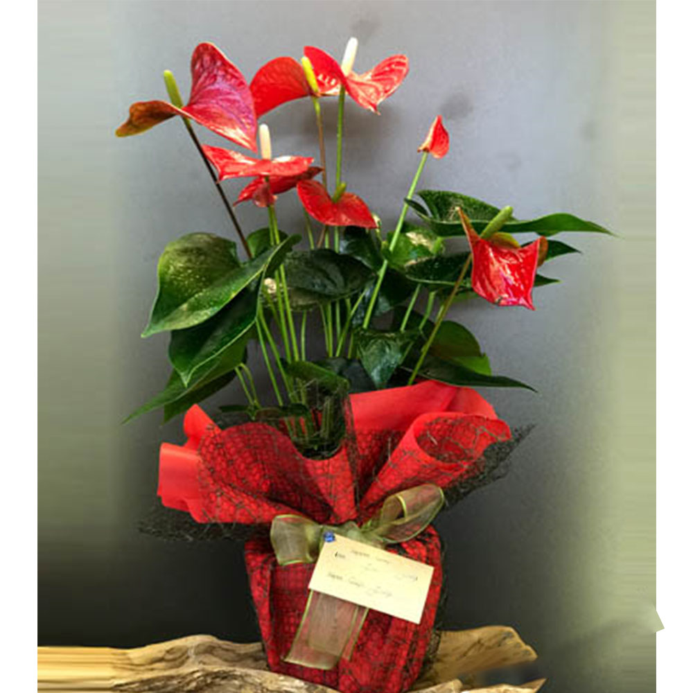 Anthurium (Antoryum) Saksıda